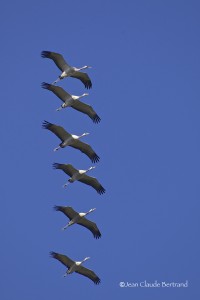 IMG_9971
