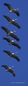grues 3